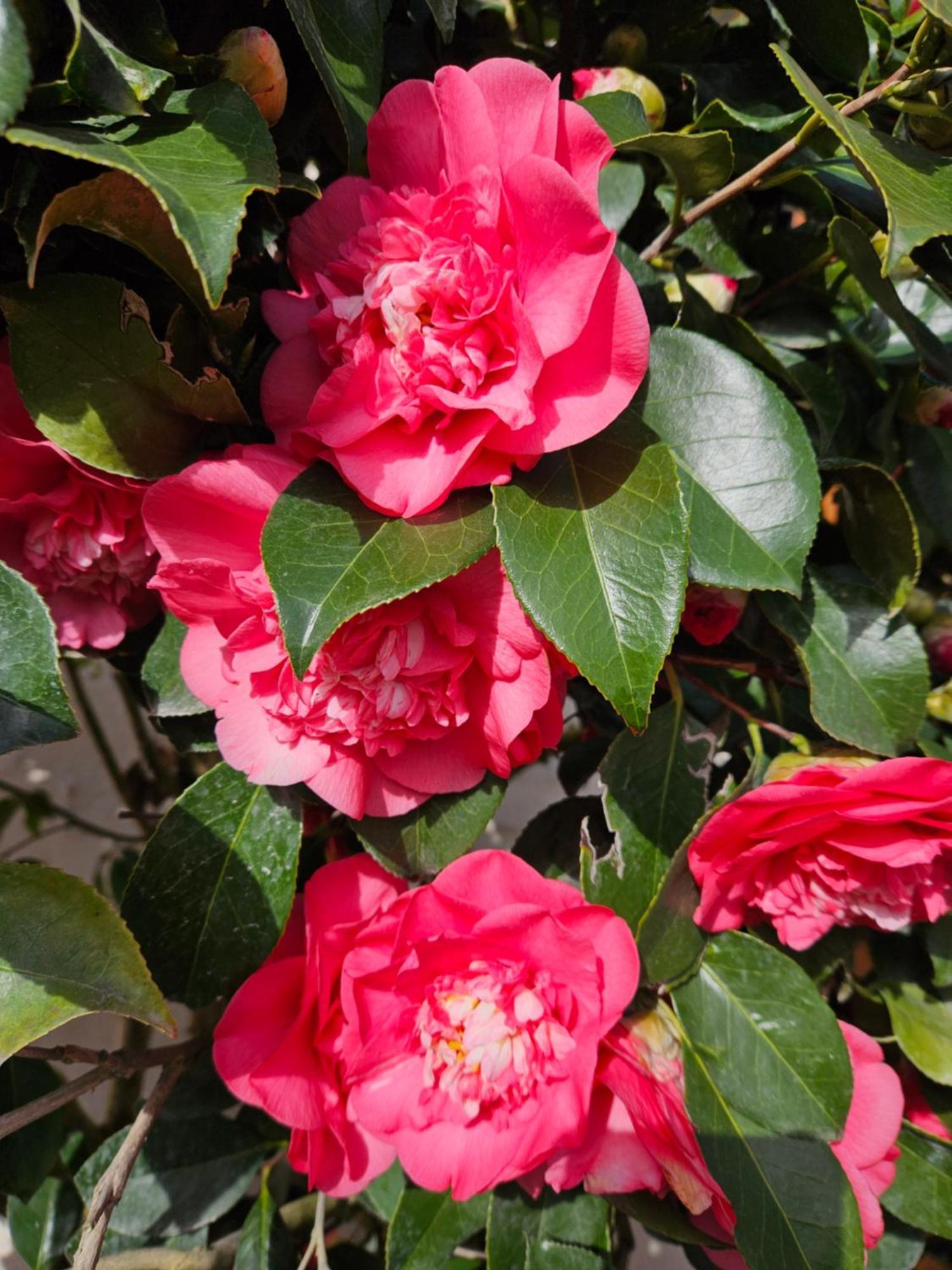 Les Camelias Villa Selles-sur-Cher Buitenkant foto